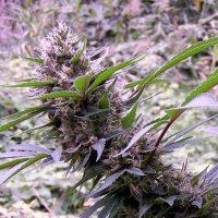 Red  Lebanon  Regular  Cannabis  Seeds 0