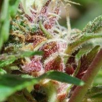 Red  Purps  Feminised  Cannabis  Seeds