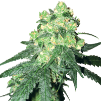 Rhino  Regular  Cannabis  Seeds 0