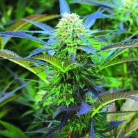 Royal  Purple  Kush  Auto  Flowering  Cannabis  Seeds 1
