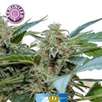 Royal  Queen  Diamond  Feminised  Cannabis  Seeds 0