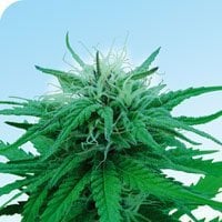 Ruderalis  Indica  Regular  Cannabis  Seeds