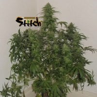 Russian  Fuel  Regular  Cannabis  Seeds