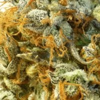 Russian  Haze  Regular  Cannabis  Seeds