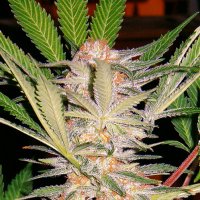 S  A  D   F A S T  Version  Feminised  Cannabis  Seeds
