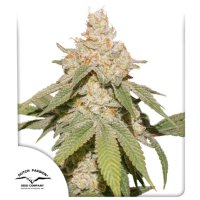 S F V  O G  Auto  Flowering  Cannabis  Seeds 0
