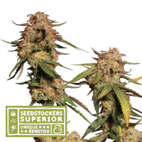 S S S  Blue 20 Moby 20 Feminised  Cannabis  Seeds