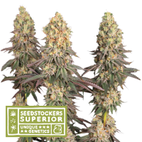 S S S  Mack 20and 20 Crack 20 Feminised  Cannabis  Seeds