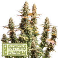 S S S  Triton 20 Biscotto 20 Lime 20 Feminised  Cannabis  Seeds