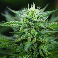 Scrog  C B D  Feminised  Cannabis  Seeds 0