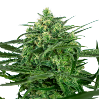 Sensi  Amnesia  Feminised  Cannabis  Seeds 0
