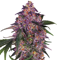 Sensi  Purple  Kush  Feminised  Cannabis  Seeds