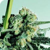 Sensi  Skunk  Regular  Cannabis  Seeds