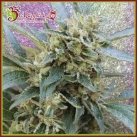 Shark  Infested  Custard  Feminised  Cannabis  Seeds 0