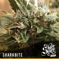 Sharkbite  Feminised  Cannabis  Seeds