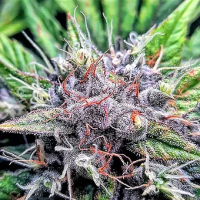Sherbert  Mimosa  Feminised  Cannabis  Seeds