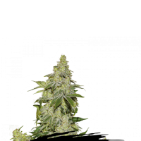 Sherbet  Auto  Flowering  Cannabis  Seeds
