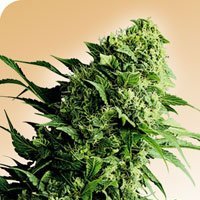Shiva  Shanti  Regular  Cannabis  Seeds