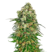 Shiva  Skunk  Auto  Flowering  Cannabis  Seeds