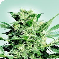 Shiva  Skunk  Regular  Cannabis  Seeds