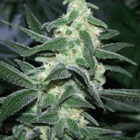 Silver  Bullet  Feminised  Cannabis  Seeds