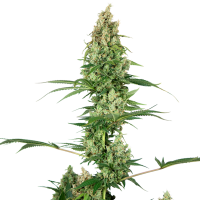 Silver  Fire  Feminised  Cannabis  Seeds