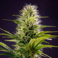 Silver  Haze  Original  Feminised  Cannabis  Seeds 0