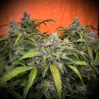 Silver  Napalm  Auto  Flowering  Cannabis  Seeds 0