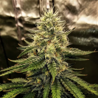 Silver  Napalm  Feminised  Cannabis  Seeds