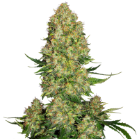 Skunk 1  Auto  Flowering  Cannabis  Seeds