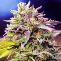 Skunk 1  Regular  Cannabis  Seeds