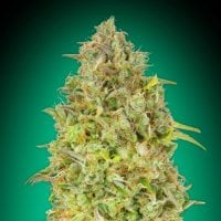 Skunk 47  Feminised  Cannabis  Seeds 0