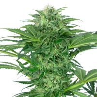 Skunk  Dream  C B D  Feminised  Cannabis  Seeds 0