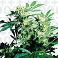 Skunk  Kush  Feminised  Cannabis  Seeds