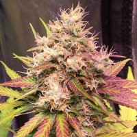 Skush  Auto  Flowering  Cannabis  Seeds 0