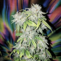 Skush  Feminised  Cannabis  Seeds 0