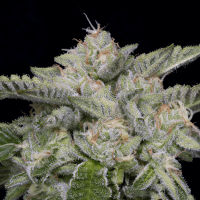 Skywalka  Ghost  Kush  Feminised  Cannabis  Seeds