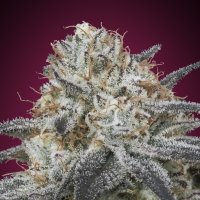 Slurricane  Auto  Flowering  Cannabis  Seeds 0