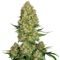 Smurfberry  Auto  Flowering  Cannabis  Seeds
