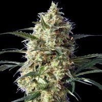 Snow  White  Feminised  Cannabis  Seeds