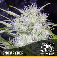 Snowryder  Feminised  Cannabis  Seeds