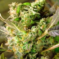 Somango  X X L  Auto  Flowering  Cannabis  Seeds 0