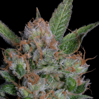 Sour  Diesel  Feminised  Cannabis  Seeds