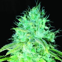 Sour  Puss  Regular  Cannabis  Seeds 0