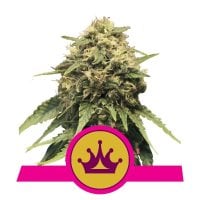 Special Queen1 Auto