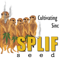 Spliff 20 Cannabis  Seeds
