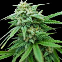 Spliff  Cheese  Auto  Flowering  Cannabis  Seeds