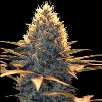 Spliff  Cheese  Feminised  Cannabis  Seeds 0