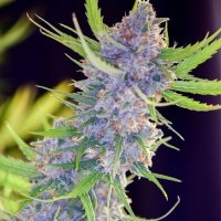 Spliff  Strawberry  Feminised  Cannabis  Seeds