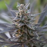 Spontanica  Regular  Cannabis  Seeds 0